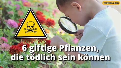 Pflanzen, die für Kinder gefährlich sind